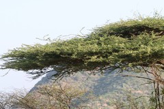 Acacia planifrons